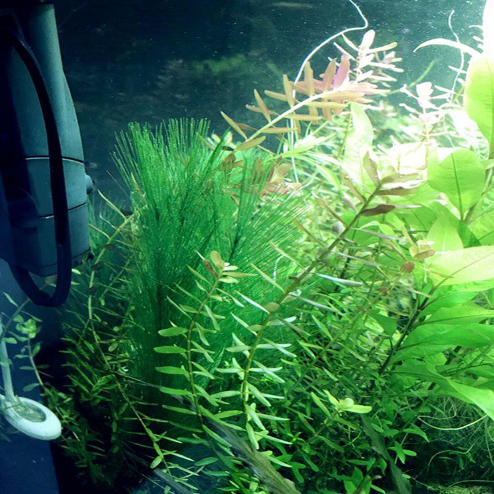 1/3 шт. 28/40 см аквариум иску – обзор и цена Live Plant Aquarium