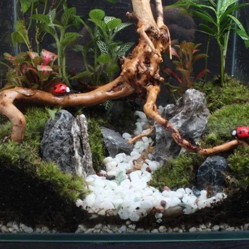 Натуральный ствол дерева Drift – обзор и цена Aquarium Driftwood