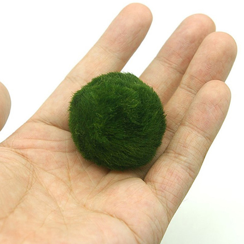 Шарики из мха Marimo, живое ак – обзор и цена Live Plant Aquarium