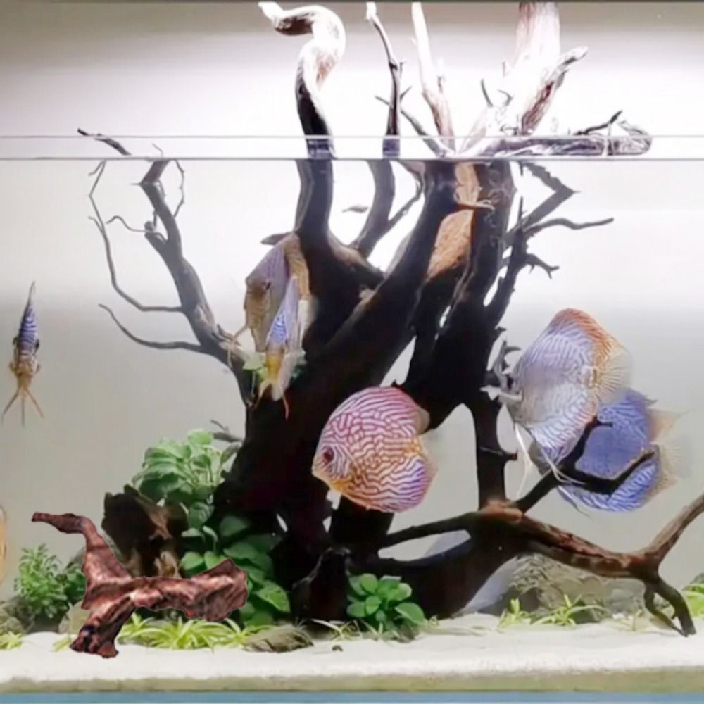 Креативные коряги из кораллово – обзор и цена Aquarium Driftwood