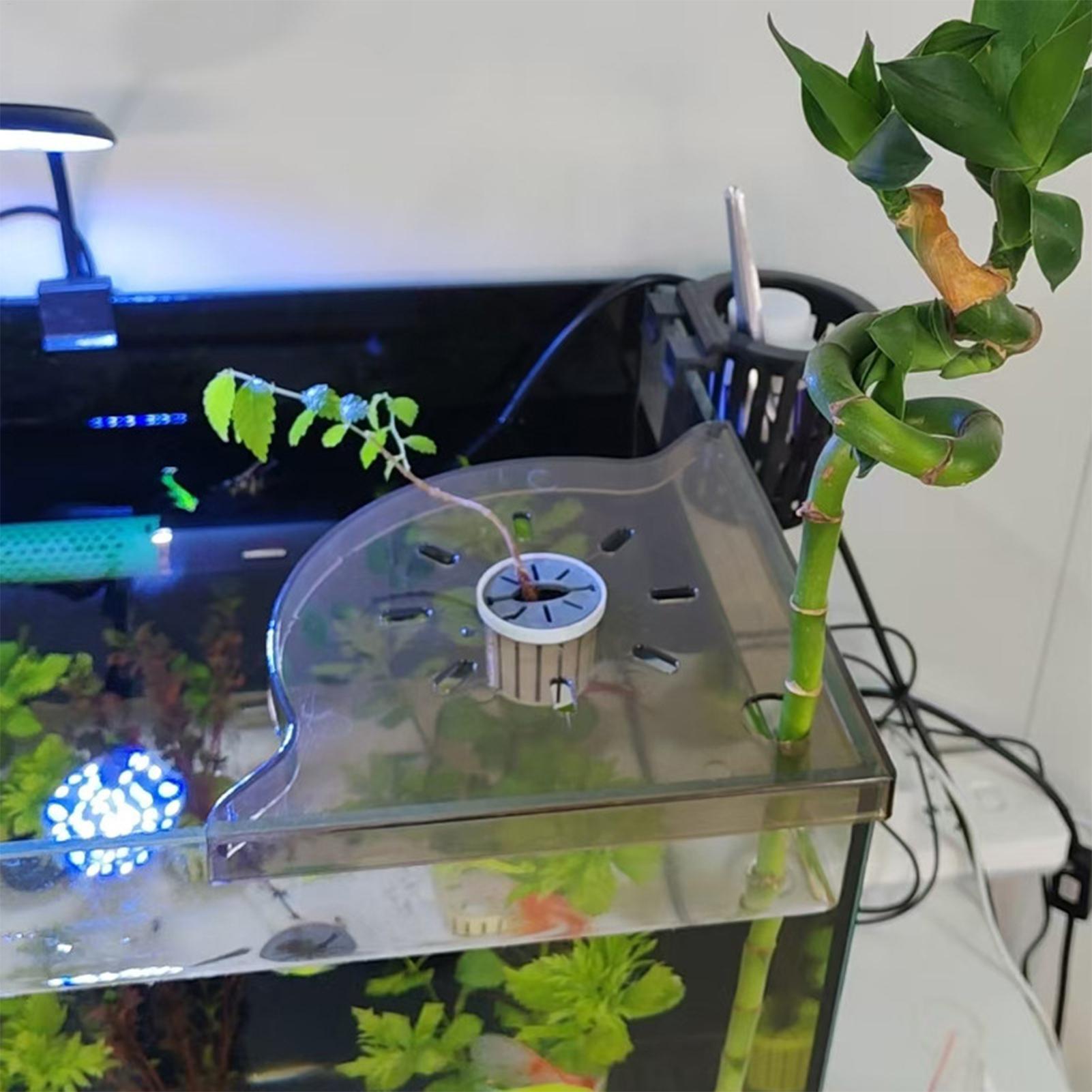 Треугольная угловая полка для  – обзор и цена Aquarium Plants Live