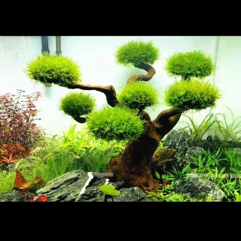 Аквариум коряги ландшафтный ди – обзор и цена Aquarium Driftwood