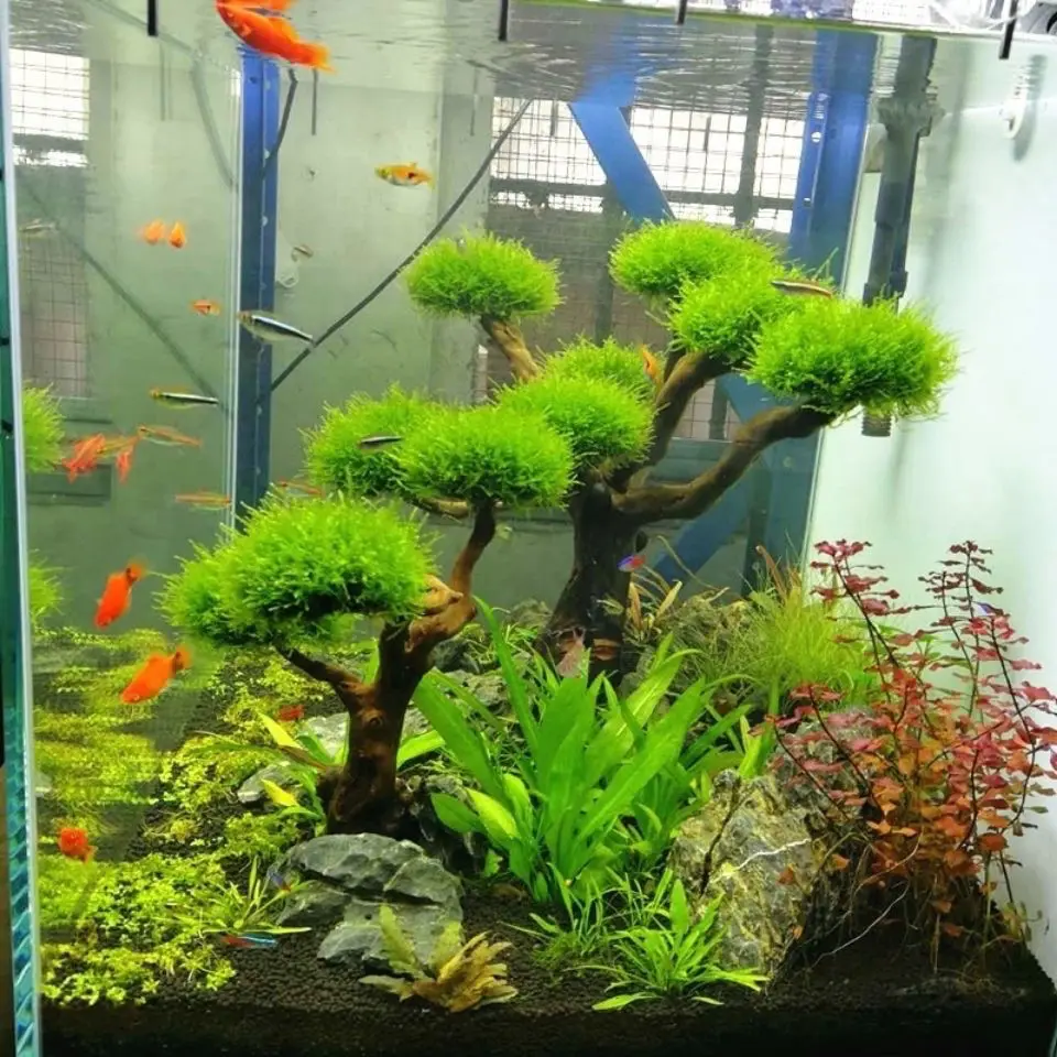 Аквариум коряги ландшафтный ди – обзор и цена Aquarium Driftwood